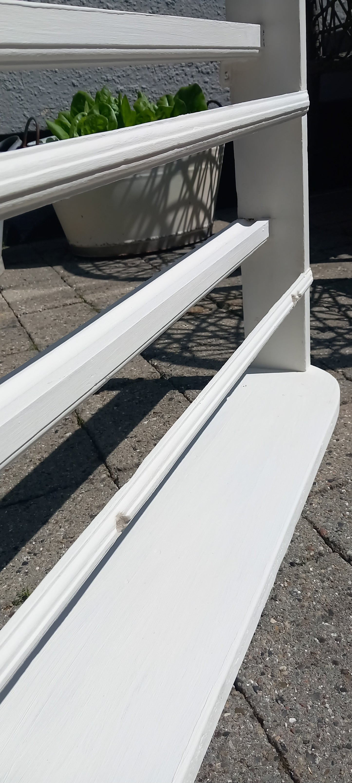 Tallerkenrække, cremefarvet
