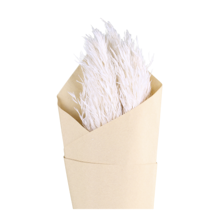 Fleur tørret Pampasgræs, creme